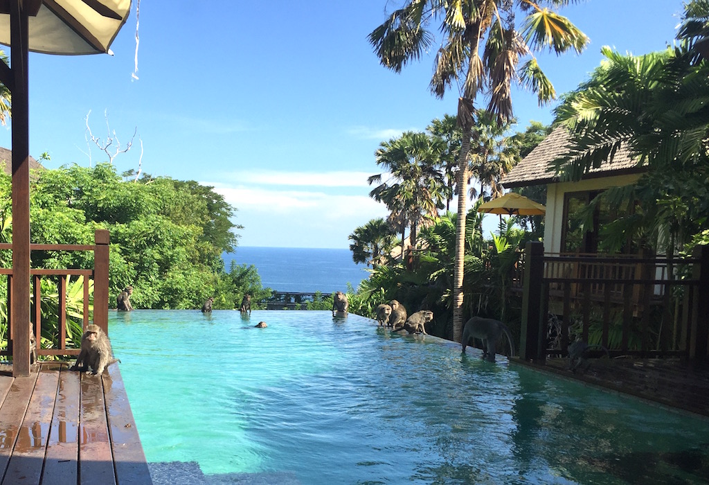 monkeys in bali