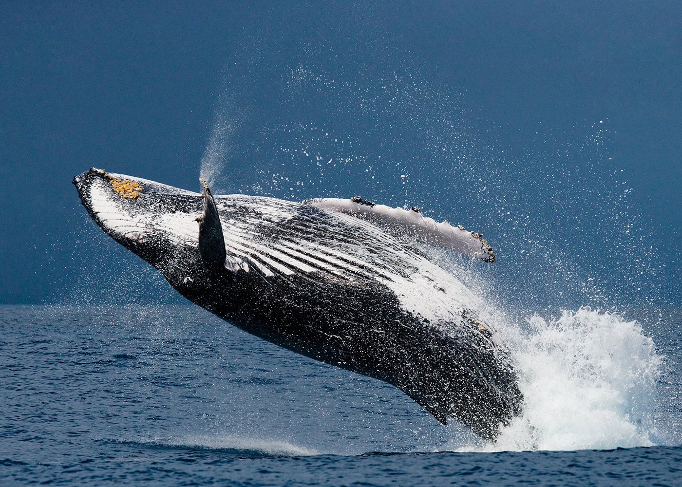 Blue Whale, Karma rottnest, karma Beach