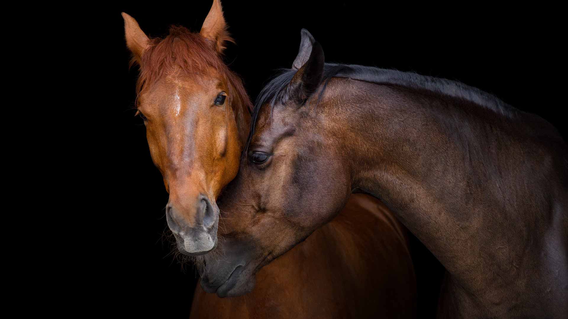 National I Love Horses Day Quiz